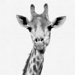 Set Of 8- 11x11 Gallery Square Framed Prints W/ Mats Decorative Wall Art Set - Black And White Jungle Nursery - Americanflat With Mat -Roommates Nursery Outlet Store GUEST 12c3e787 ddff 4117 a244 80b4611e1a78