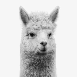 Set Of 8- 11x11 Gallery Square Framed Prints W/ Mats Decorative Wall Art Set - Black And White Jungle Nursery - Americanflat With Mat -Roommates Nursery Outlet Store GUEST 1f418924 2186 44c9 b07d 00e0b54e1dfb