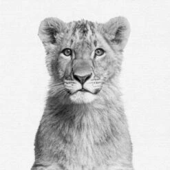 Set Of 8- 11x11 Gallery Square Framed Prints W/ Mats Decorative Wall Art Set - Black And White Jungle Nursery - Americanflat With Mat -Roommates Nursery Outlet Store GUEST 710eec6d b866 4e9f a3eb 5ca77fcf531c