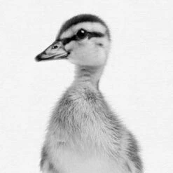 Set Of 8- 11x11 Gallery Square Framed Prints W/ Mats Decorative Wall Art Set - Black And White Jungle Nursery - Americanflat With Mat -Roommates Nursery Outlet Store GUEST 72fd9c56 8449 4553 94c1 3a7e1836c539